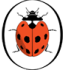 Ladybird