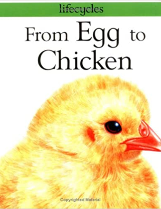 Lifecycle From Egg to Chicken
