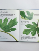Usborne Beginners Nature Set of 10 Books Usborne Beginners Nature Set of 10 Books